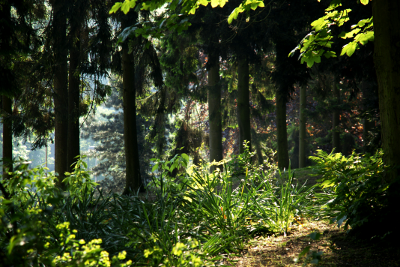 Forest 1, par Xavier E. G. Dierick